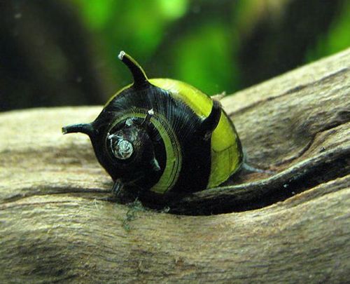 Ślimak rogaty Clithon corona 10szt na Arena.pl