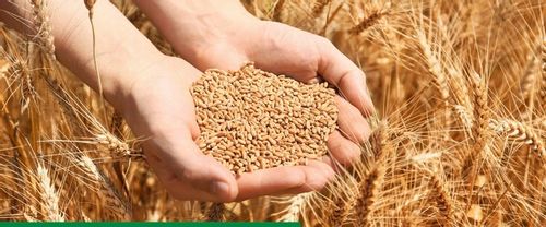 Maxim 025 FS 1L SYNGENTA - zaprawa do nasion o szerokim zastosowaniu na Arena.pl