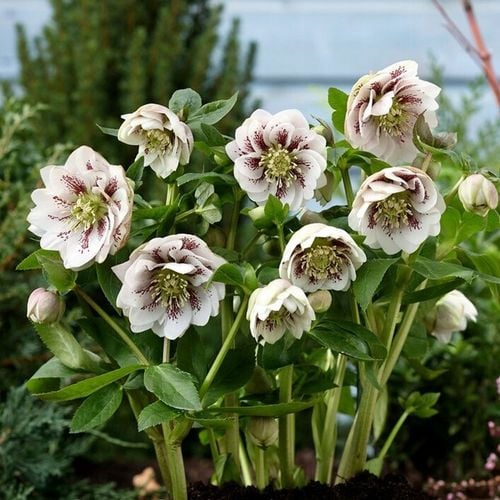 CIEMIERNIK DOUBLE ELLEN WHITE SPOTTED - NAKRAPIANY, SADZONKA P11/1 LITR na Arena.pl