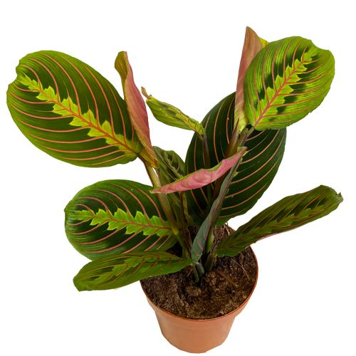 MARANTA FASCINATOR 30cm na Arena.pl