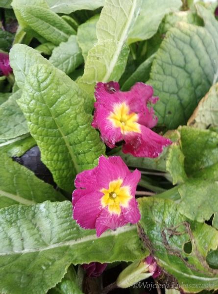 Pierwiosnek bezłodygowy sadzonka rabata prymulka zdjęcie 2