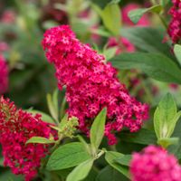 Budleja Dawida 'Butterfly Candy Little Ruby' Karłowata Mała (Buddleja)
