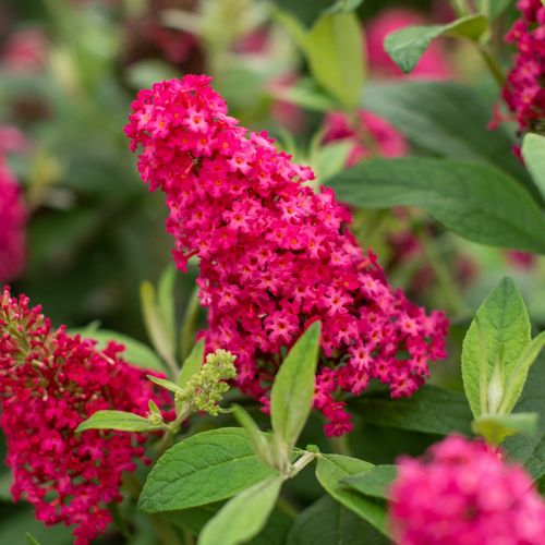 Budleja Dawida 'Butterfly Candy Little Ruby' Karłowata Mała (Buddleja) na Arena.pl