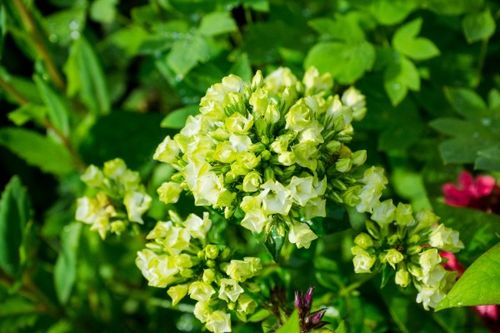 Floks wiechowaty 'Jade' (Phlox paniculata) Biały Płomyk Doniczka 2.0L na Arena.pl