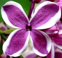 BEZ SENSATION oryginał - sadzonki 50 / 60 cm