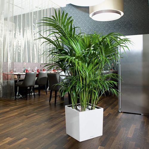 DONICA LECHUZA CUBE PREMIUM 40 BIAŁY na Arena.pl