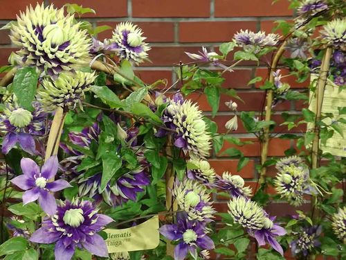 Powojnik Clematis Taiga ® C2 E na Arena.pl