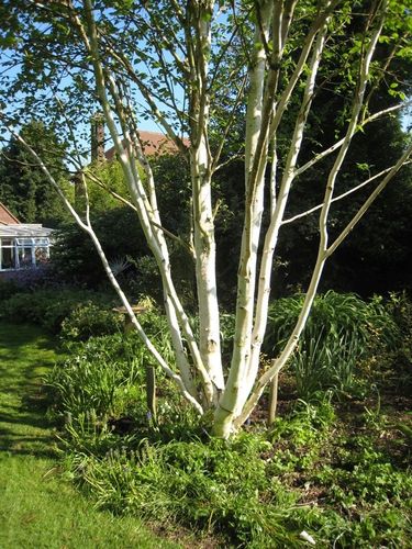 Brzoza wielopienna doorenbos 40-60cm P9 na Arena.pl