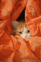 Plakat 61x91,5cm Ukryty Kot