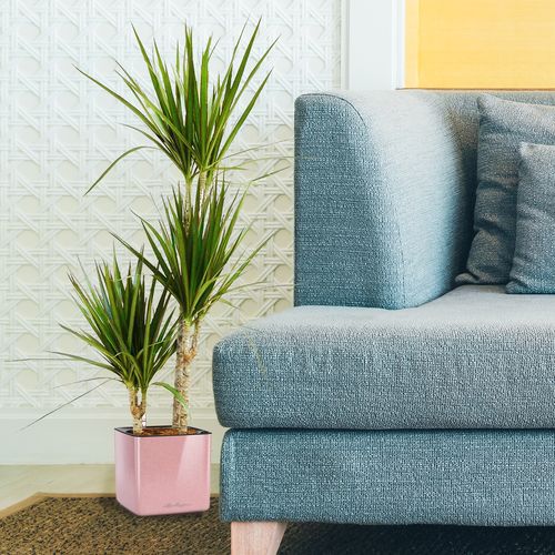 DRACENA MARGINATA 80 cm na Arena.pl