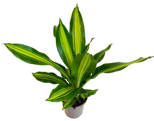 DRACENA BURLEY 65 cm na Arena.pl
