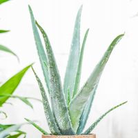 Aloe Vera NIEŚMIERTELNY ALOES Zwyczajny Domowa Lecznicza Roślina -Sukulent