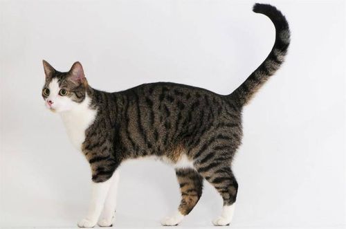 MC- Miska dla kota, biała PetWare na Arena.pl