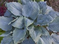 Funkia SHADOWLAND 'Diamond Lake' Hosta roku 2022 Duża L Sadzonki 2L