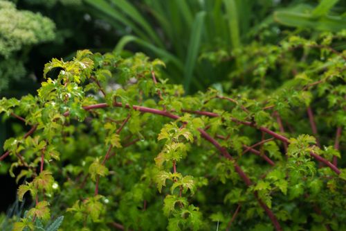 Tawulec pogięty 'Crispa' Zielony Dywan Zadarnia (Stephanandra incisa) 2.0L na Arena.pl