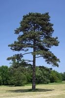 Sosna czarna sadzonka 25-50 cm szkółkowana Pinus nigra