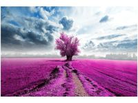 OBRAZ FIELD&TREE POLE DRZEWO KOLORY