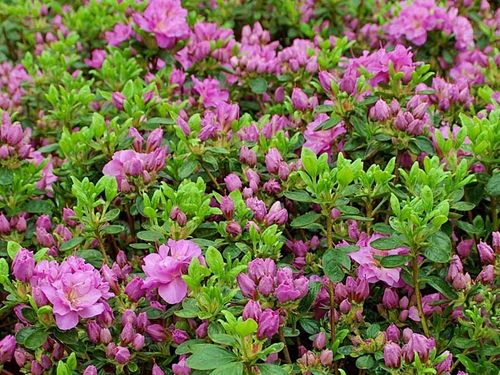 Azalia japońska Thekla C2 E na Arena.pl