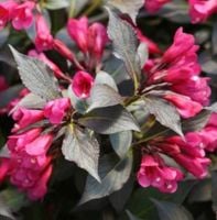 Krzewuszka Minor Black p9 do Ogrodu