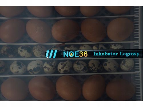 Inkubator Automatyczny NOE36 dla GĘSI kaczek INDYKÓW gołębi KLUJNIK AUTOMAT na Arena.pl
