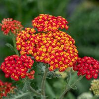 Krwawnik pospolity SAFRAN Czerwony z żółtym środkem Sadzonki P11