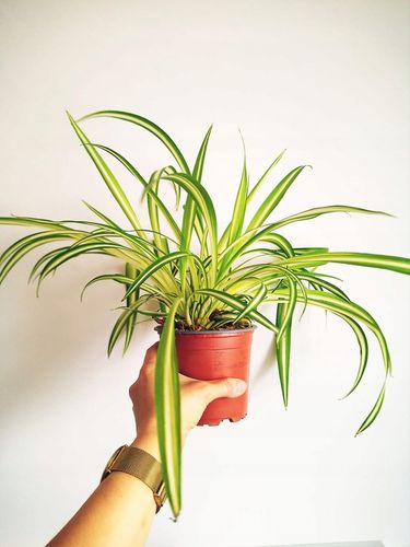 Zielistek Chlorophytum comosum Variegatum Zielistka na Arena.pl