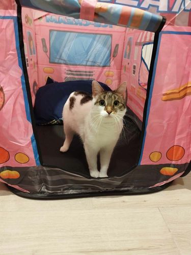 Namiot Lodziarnia auto dla dzieci na Arena.pl