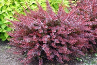 Berberys Thunberga HAELEQUIN 20-40cm Bordowa Kulka