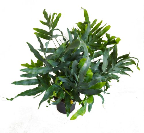 PAPROĆ  PHLEBODIUM BLUE STAR 45cm na Arena.pl