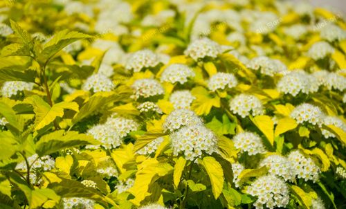 Pęcherznica kalinolistna 'Nugget' (Physocarpus opulifolius) Doniczka 2.0L na Arena.pl