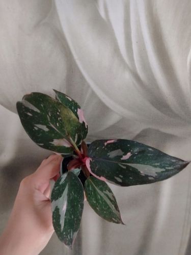 PHILODENDRON 'Pink Princess Marble' Filodendron różowy na Arena.pl
