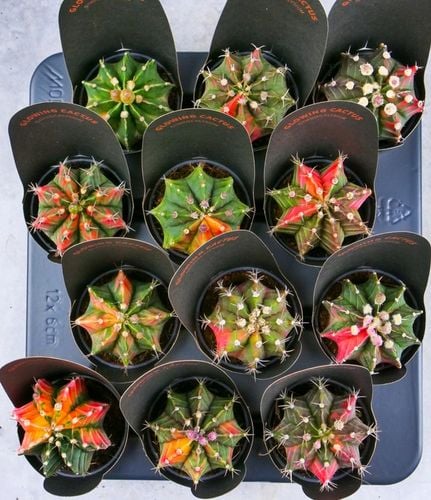 KOLOROWY KAKTUS Gymnocalycium mihanovichii Variegata NA KAŻDĄ OKAZJĘ na Arena.pl