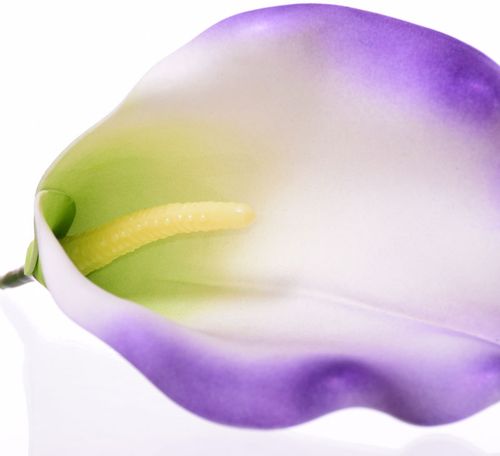 Kalia główka fiolet na Arena.pl