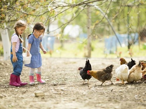 Śruta sojowa koncentrat sojowy białkowy 46 % na Arena.pl