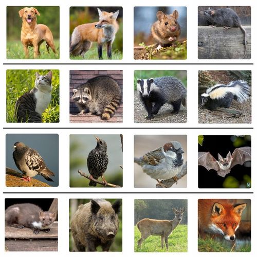 ODSTRASZACZ ZWIERZĄT KOTÓW PSÓW DZIKÓW SAREN PTAKÓW ITP + Lokalizator na Arena.pl