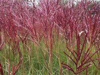 Miskant chiński RED CHIEF Bordowe pióropusze Duże sadzonki w doniczkach C3