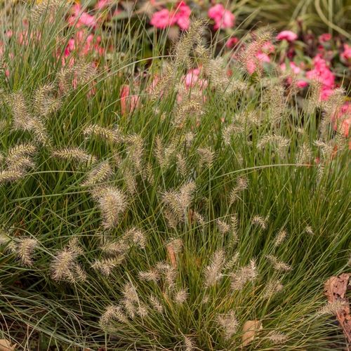 Rozplenica japońska LITTLE BUNNY Na rabaty Niewysoka trawa Piórkówka na Arena.pl