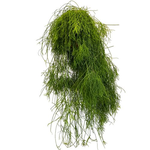 PATYCZAK RHIPSALIS CASSUTHA 100 cm na Arena.pl