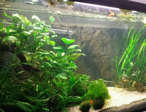 NATURALNY ŻWIREK 1-4 mm 25 kg AKWARIUM na Arena.pl