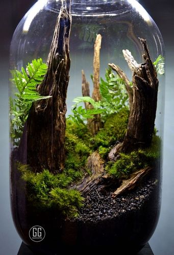 DSM Day- ukorzeniacz na Arena.pl