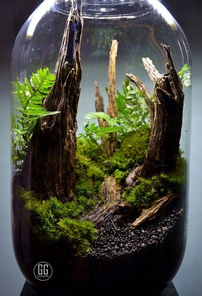 DSM Day- ukorzeniacz zdjęcie 6