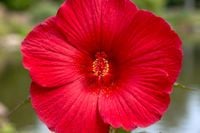 HIBISKUS Ketmia bagienny czerwony Luna Red