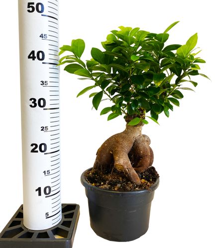 Bonsai Fikus Microcarpa GINSENG 45 cm na Arena.pl