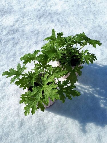 Geranium Anginka Roślina na Arena.pl