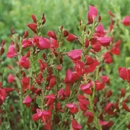 ŻARNOWIEC Boskoop Ruby czerwony - sadzonki 10 / 20 cm na Arena.pl