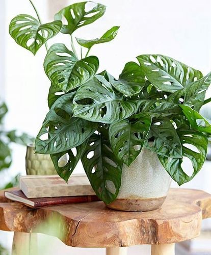 Monstera Monkey Mask Adansonii - Bardzo Ładny Kwiatek Szwajcarski Ser na Arena.pl