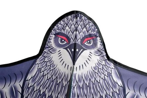 Latawiec - orzeł na Arena.pl