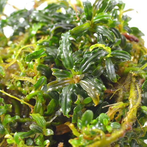 Bucephalandra Mini Velvet na Arena.pl
