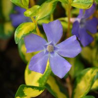 Barwinek pospolity 'Illumination' Źółte Liście (Vinca minor) Mniejszy