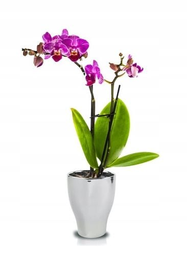 DONICZKA OSŁONKA CERAMICZNA NA STORCZYK SREBRNA na Arena.pl